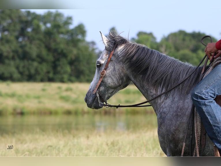 American Quarter Horse Castrone 9 Anni 157 cm Grigio pezzato in Carthage TX