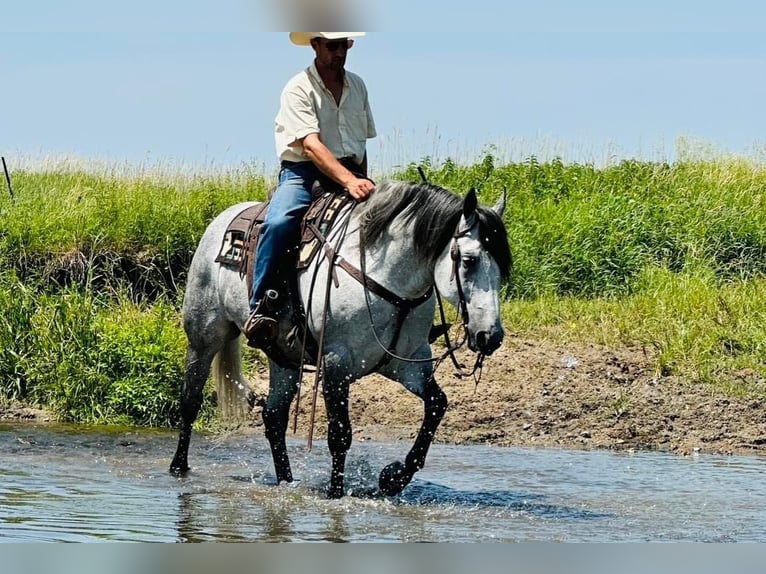 American Quarter Horse Castrone 9 Anni 157 cm Grigio in Kalispell