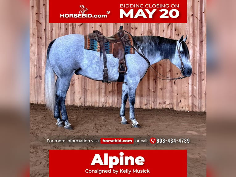 American Quarter Horse Castrone 9 Anni 157 cm Grigio in Kalispell