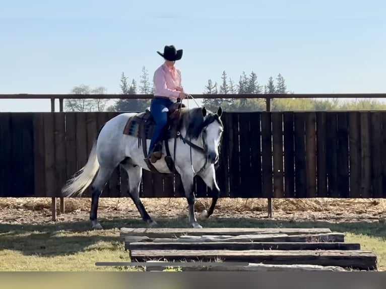 American Quarter Horse Castrone 9 Anni 157 cm Grigio in Kalispell