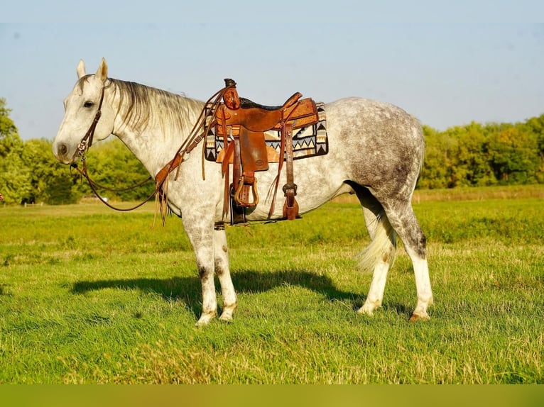 American Quarter Horse Castrone 9 Anni 157 cm Grigio in Valley Springs