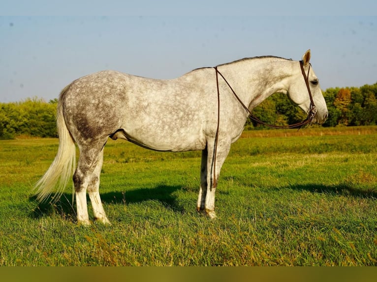 American Quarter Horse Castrone 9 Anni 157 cm Grigio in Valley Springs