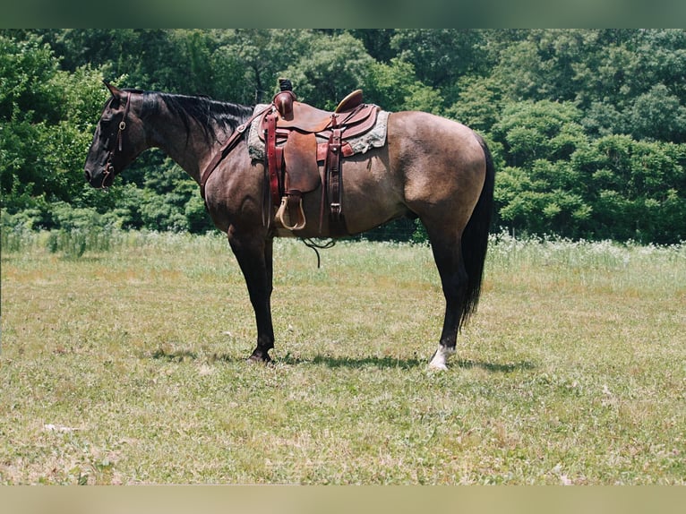 American Quarter Horse Castrone 9 Anni 157 cm Grullo in North Judson IN