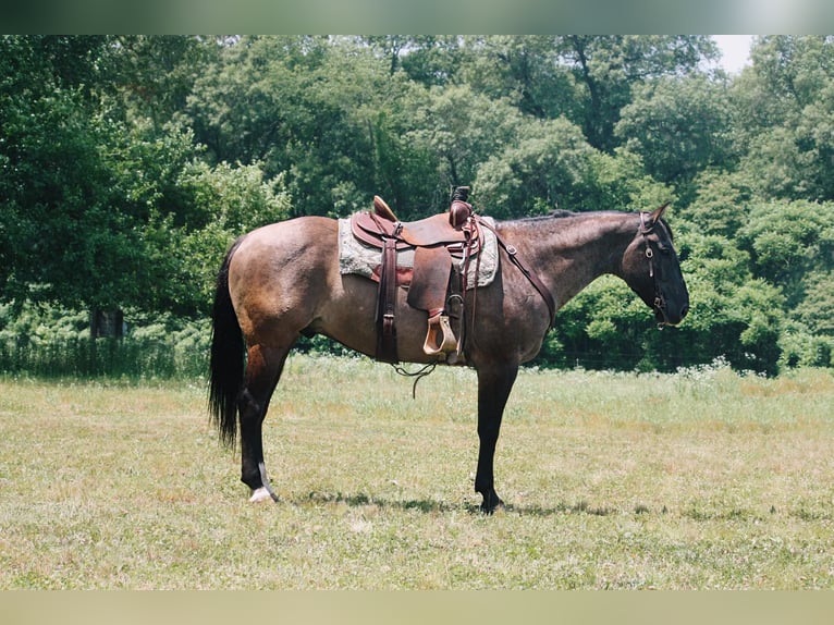 American Quarter Horse Castrone 9 Anni 157 cm Grullo in North Judson IN