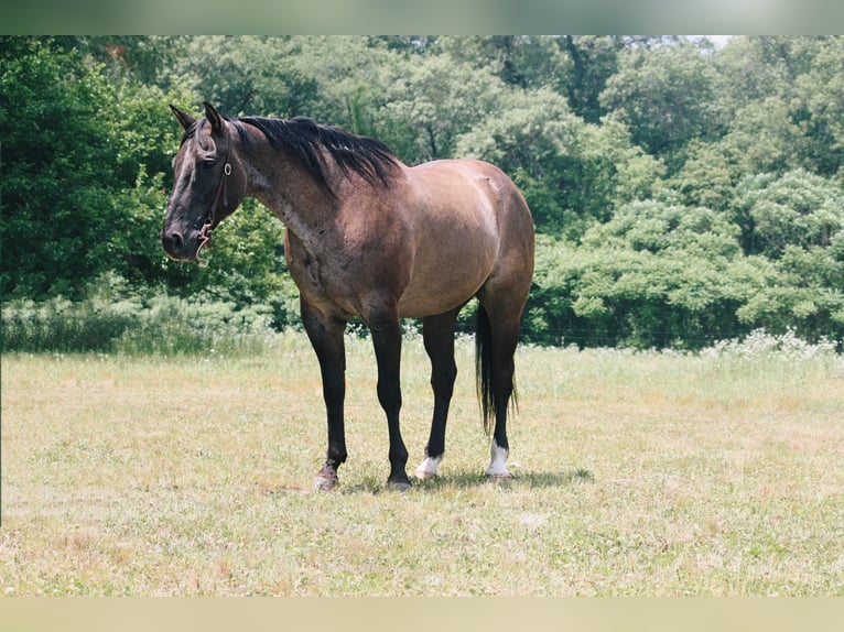 American Quarter Horse Castrone 9 Anni 157 cm Grullo in North Judson IN