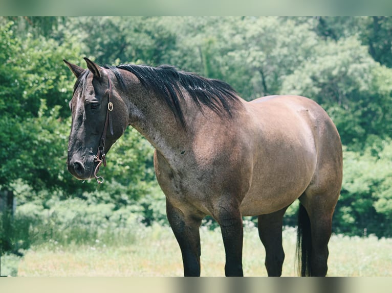 American Quarter Horse Castrone 9 Anni 157 cm Grullo in North Judson IN