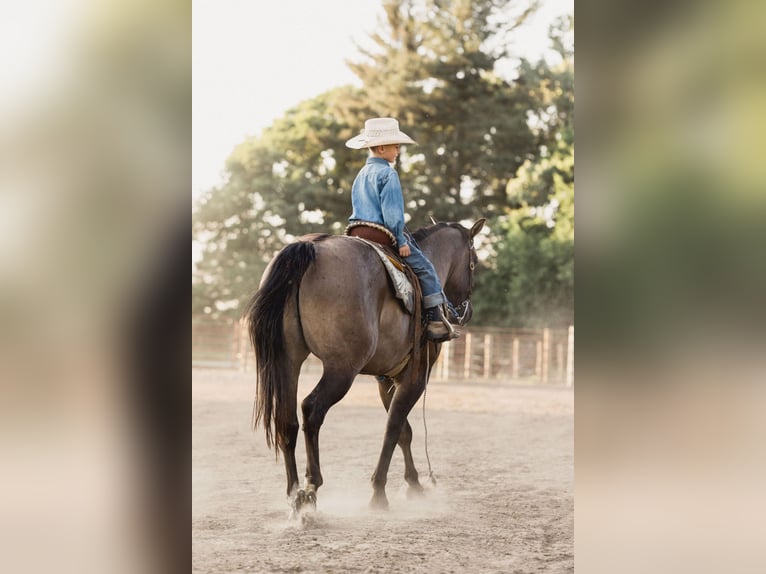 American Quarter Horse Castrone 9 Anni 157 cm Grullo in North Judson IN