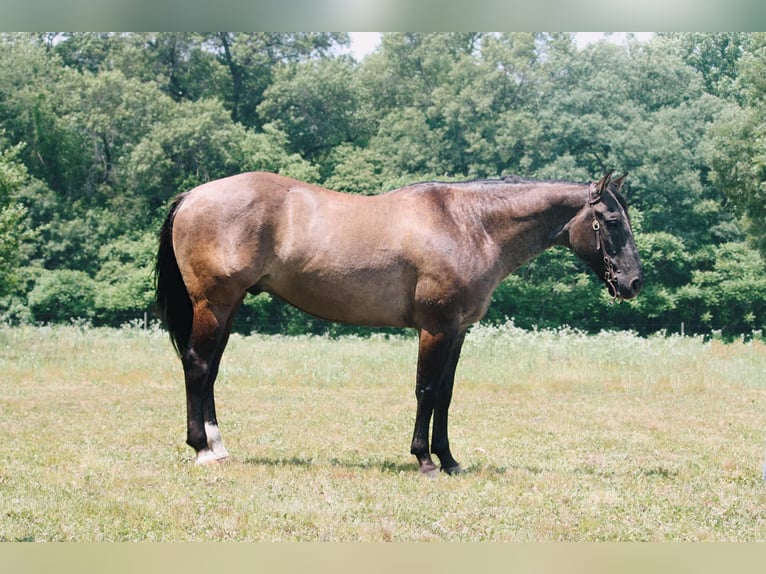 American Quarter Horse Castrone 9 Anni 157 cm Grullo in North Judson IN