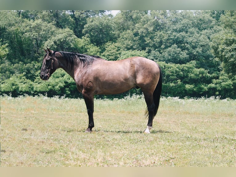 American Quarter Horse Castrone 9 Anni 157 cm Grullo in North Judson IN