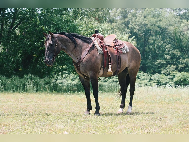 American Quarter Horse Castrone 9 Anni 157 cm Grullo in North Judson IN