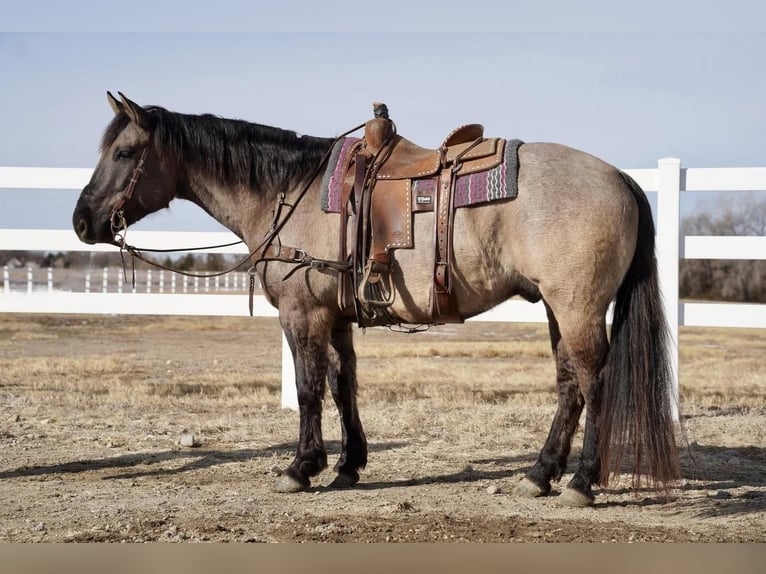 American Quarter Horse Castrone 9 Anni 157 cm Grullo in Corsica, SD