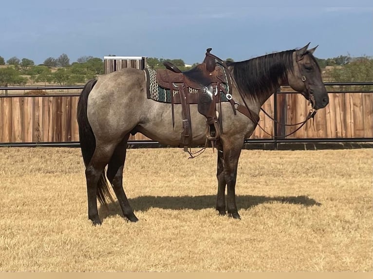 American Quarter Horse Castrone 9 Anni 157 cm Grullo in Graham, TX