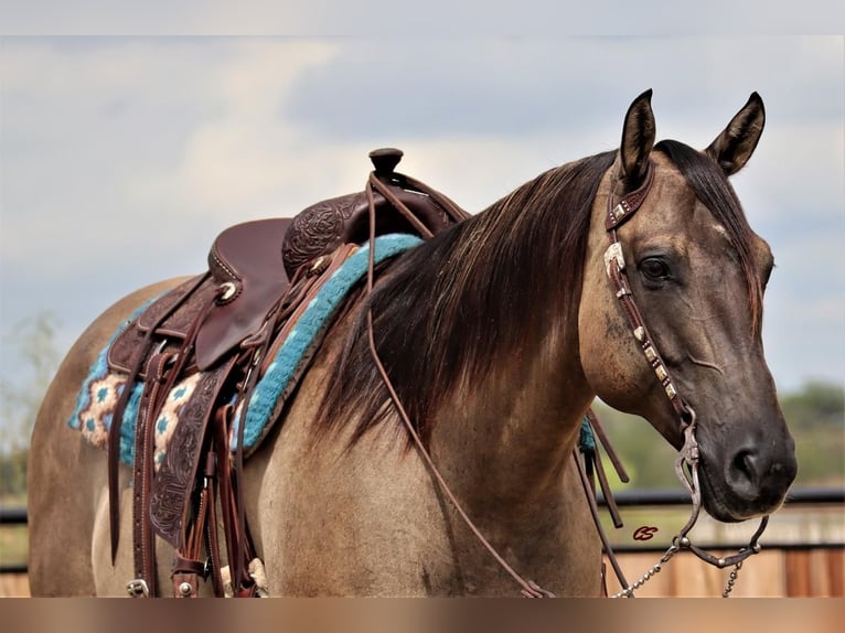 American Quarter Horse Castrone 9 Anni 157 cm Grullo in Graham, TX