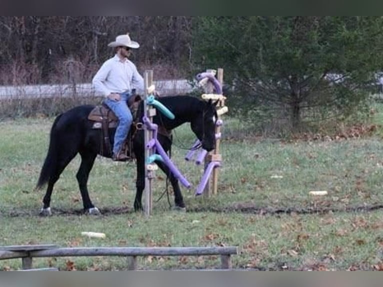 American Quarter Horse Mix Castrone 9 Anni 157 cm Morello in Purdy, MO