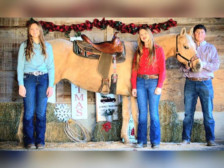 American Quarter Horse Castrone 9 Anni 157 cm Palomino in Saint Joe