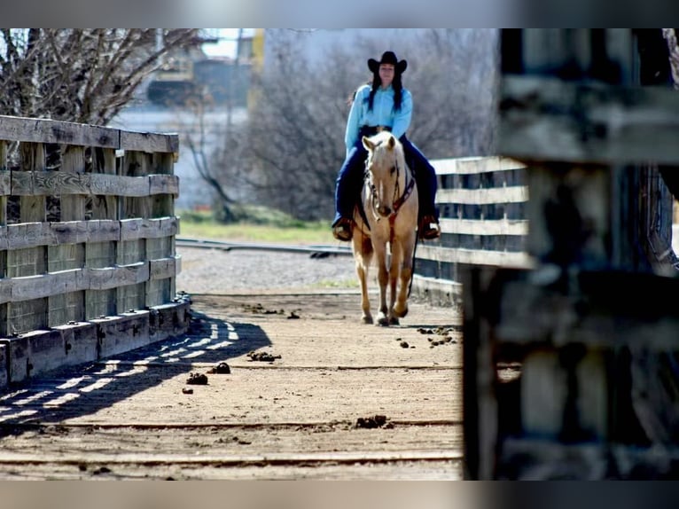 American Quarter Horse Castrone 9 Anni 157 cm Palomino in Stephenville, TX