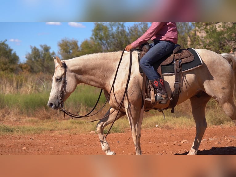American Quarter Horse Castrone 9 Anni 157 cm Palomino in Canyon, TX