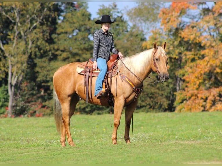 American Quarter Horse Castrone 9 Anni 157 cm Palomino in Clarion, PA