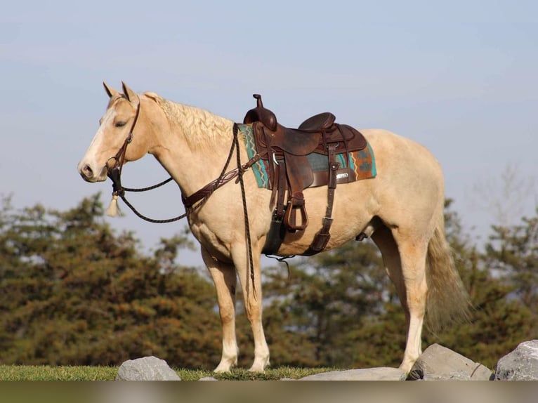 American Quarter Horse Castrone 9 Anni 157 cm Palomino in Rebersburg