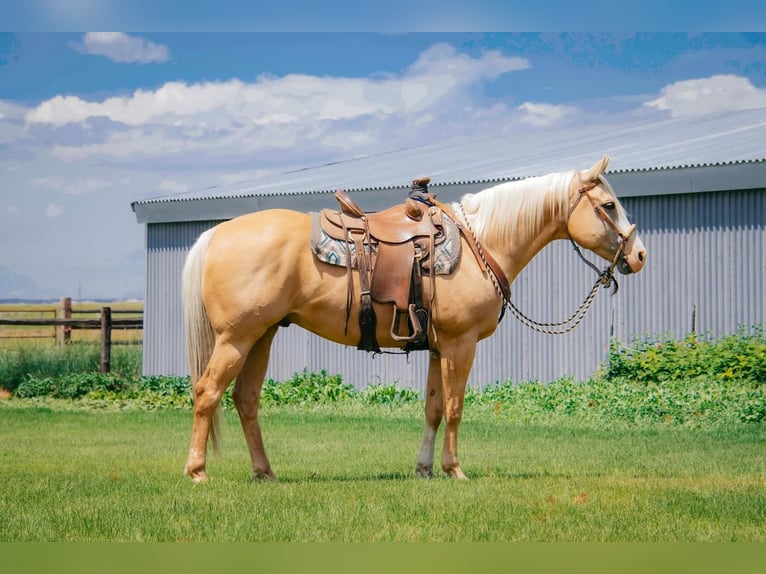 American Quarter Horse Castrone 9 Anni 157 cm Palomino in Saint Anthony, ID