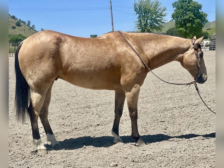 American Quarter Horse Castrone 9 Anni 157 cm Pelle di daino in Bitterwater CA