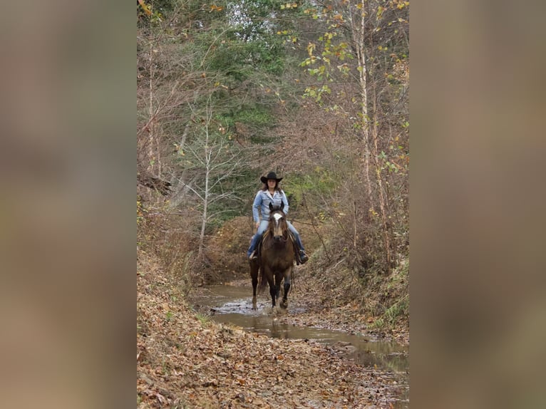 American Quarter Horse Castrone 9 Anni 157 cm Pelle di daino in RUsk TX