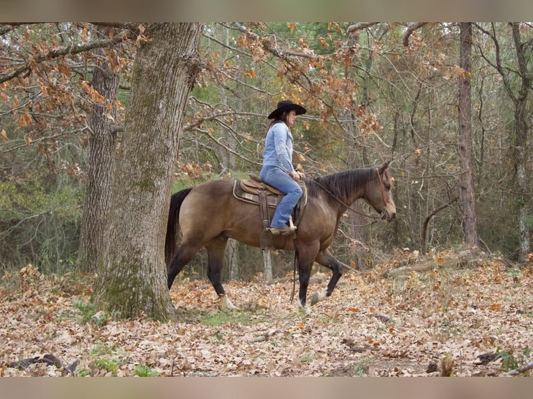 American Quarter Horse Castrone 9 Anni 157 cm Pelle di daino in RUsk TX