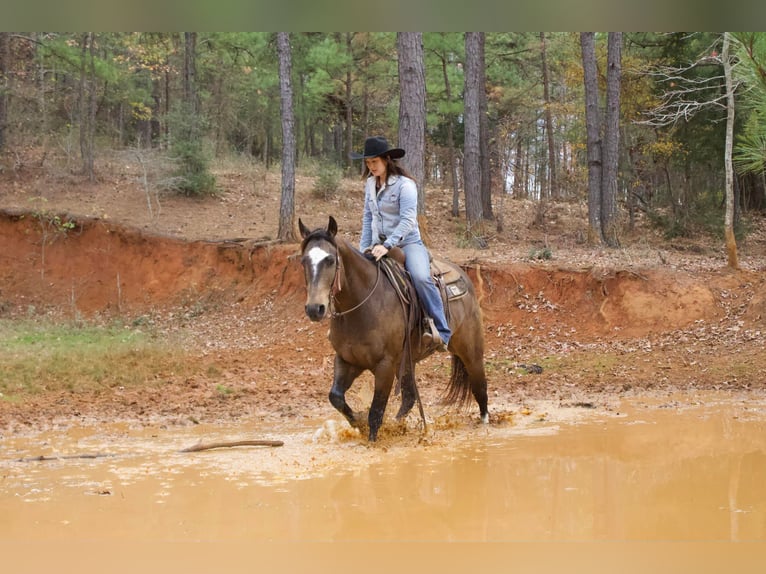 American Quarter Horse Castrone 9 Anni 157 cm Pelle di daino in RUsk TX