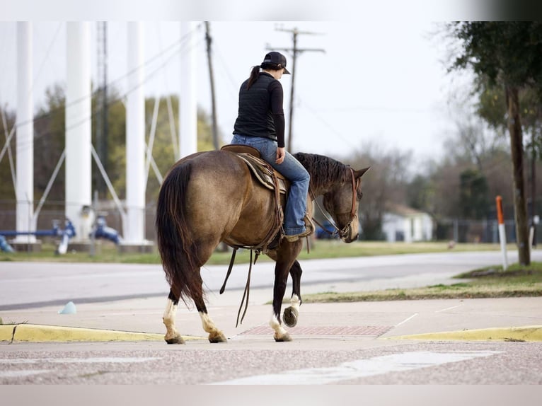 American Quarter Horse Castrone 9 Anni 157 cm Pelle di daino in RUsk TX