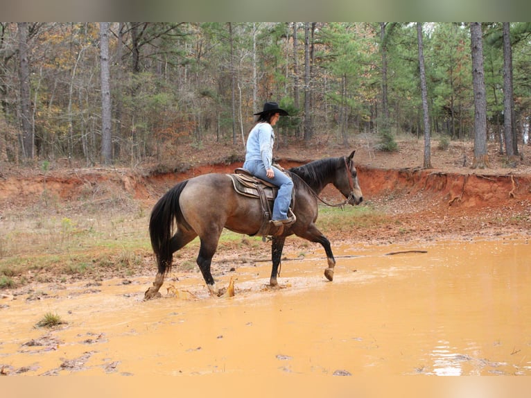 American Quarter Horse Castrone 9 Anni 157 cm Pelle di daino in RUsk TX