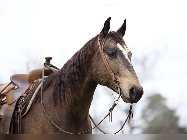 American Quarter Horse Castrone 9 Anni 157 cm Pelle di daino in RUsk TX