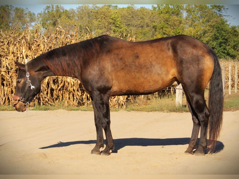 American Quarter Horse Castrone 9 Anni 157 cm Pelle di daino in Saint Joe IN