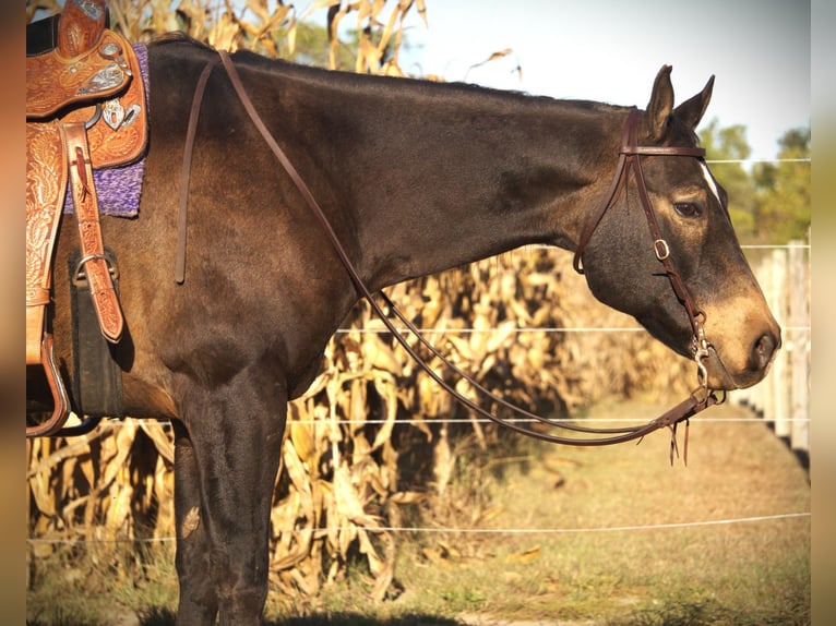 American Quarter Horse Castrone 9 Anni 157 cm Pelle di daino in Saint Joe IN