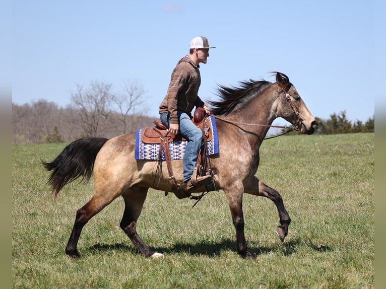 American Quarter Horse Castrone 9 Anni 157 cm Pelle di daino in Whitley City KY