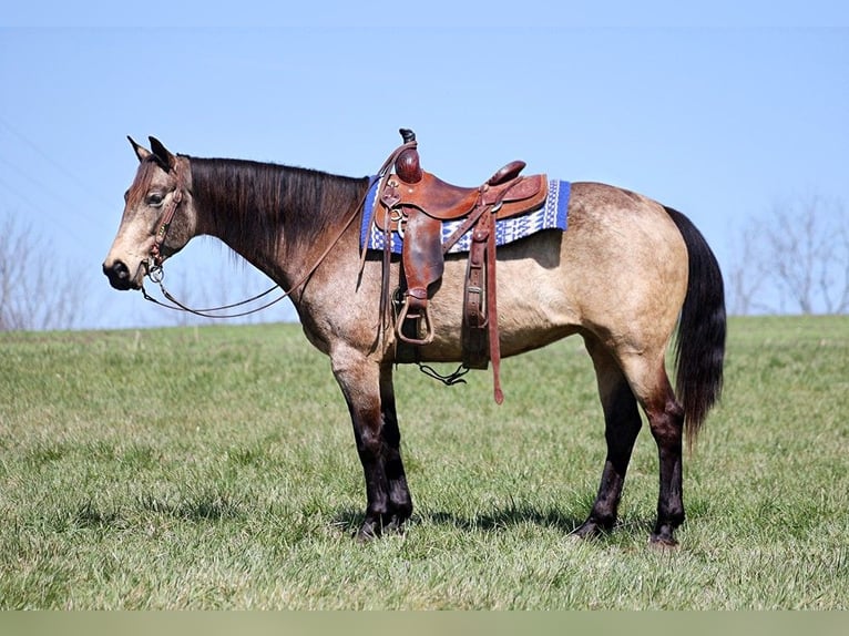 American Quarter Horse Castrone 9 Anni 157 cm Pelle di daino in Whitley City KY