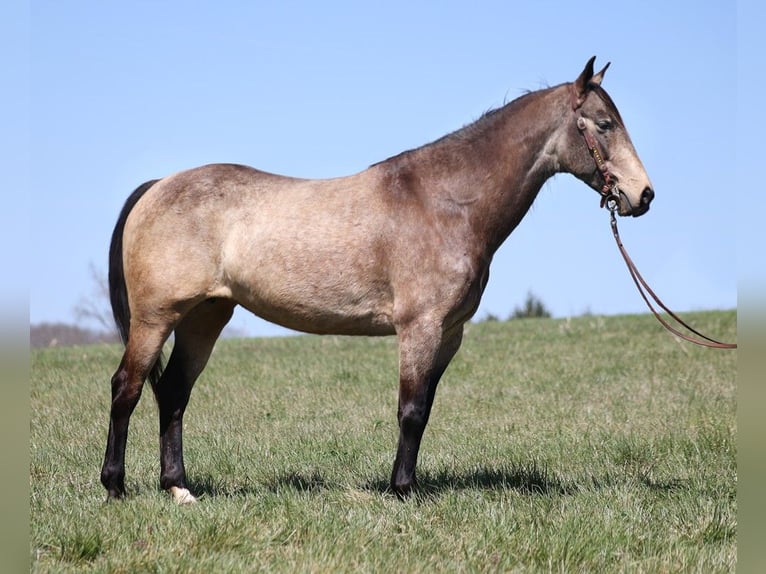 American Quarter Horse Castrone 9 Anni 157 cm Pelle di daino in Whitley City KY