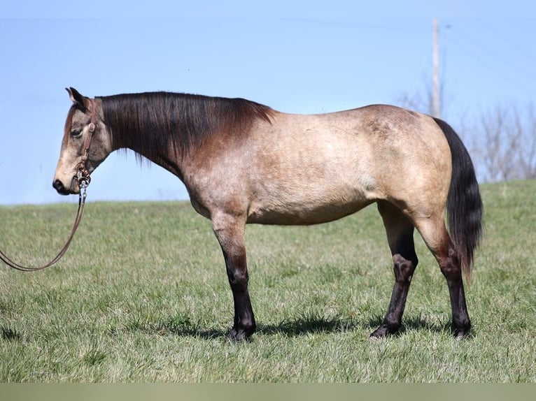 American Quarter Horse Castrone 9 Anni 157 cm Pelle di daino in Whitley City KY