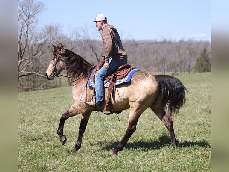 American Quarter Horse Castrone 9 Anni 157 cm Pelle di daino in Whitley City KY