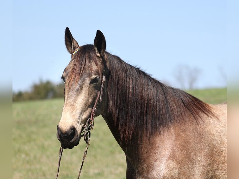 American Quarter Horse Castrone 9 Anni 157 cm Pelle di daino in Whitley City KY