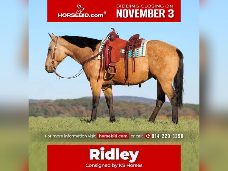 American Quarter Horse Castrone 9 Anni 157 cm Pelle di daino in Clarion