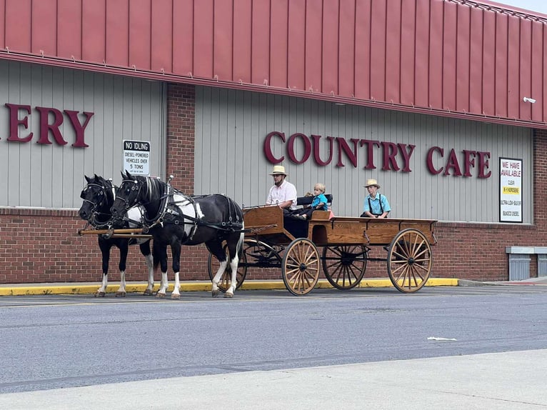 American Quarter Horse Mix Castrone 9 Anni 157 cm Pezzato in Rebersburg, PA