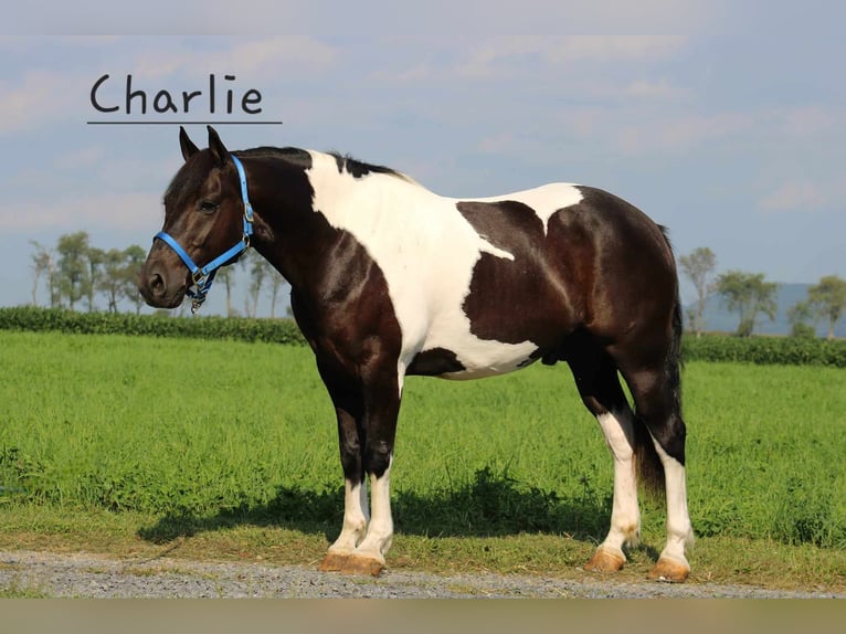 American Quarter Horse Mix Castrone 9 Anni 157 cm Pezzato in Rebersburg, PA