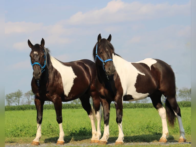 American Quarter Horse Mix Castrone 9 Anni 157 cm Pezzato in Rebersburg, PA