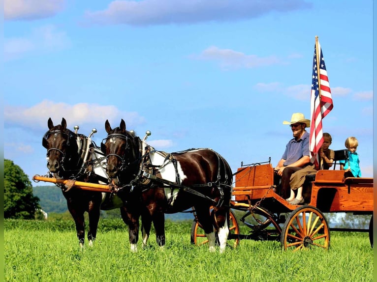 American Quarter Horse Mix Castrone 9 Anni 157 cm Pezzato in Rebersburg, PA