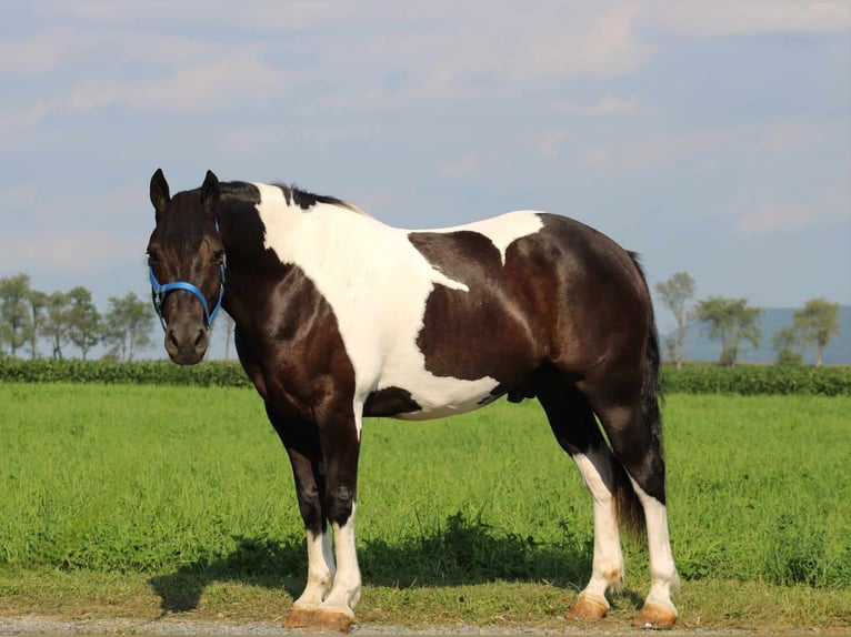 American Quarter Horse Mix Castrone 9 Anni 157 cm Pezzato in Rebersburg, PA