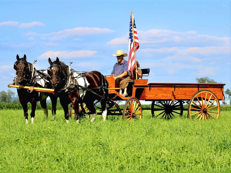 American Quarter Horse Mix Castrone 9 Anni 157 cm Pezzato in Rebersburg, PA