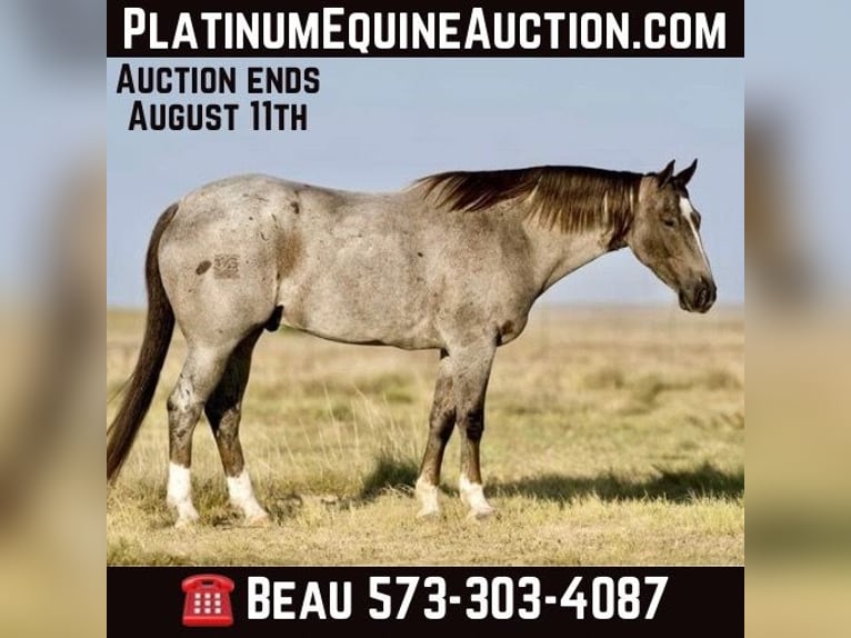 American Quarter Horse Castrone 9 Anni 157 cm Roano rosso in Canyon TX
