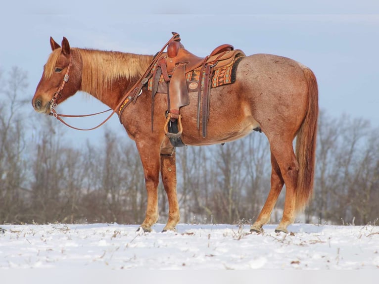 American Quarter Horse Castrone 9 Anni 157 cm Roano rosso in Brookville