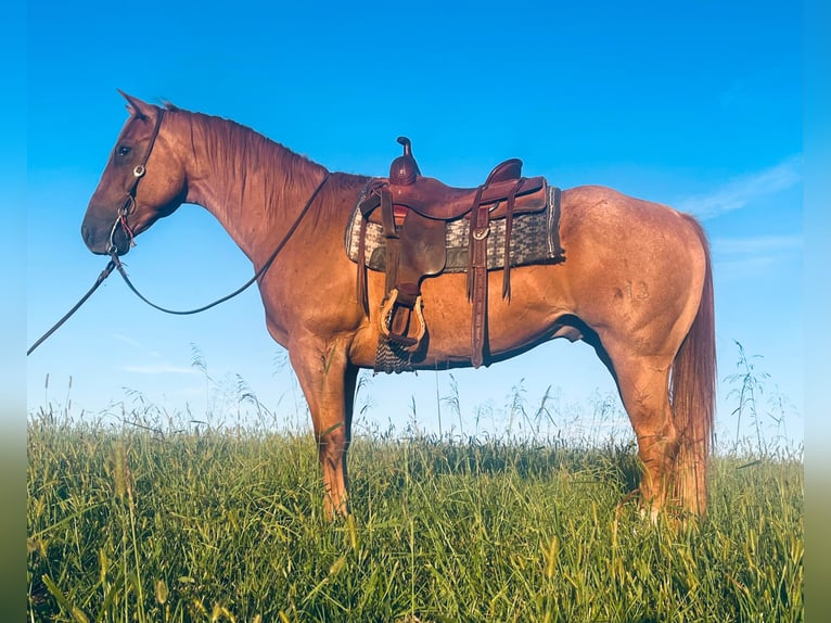 American Quarter Horse Castrone 9 Anni 157 cm Roano rosso in wallingford Ky