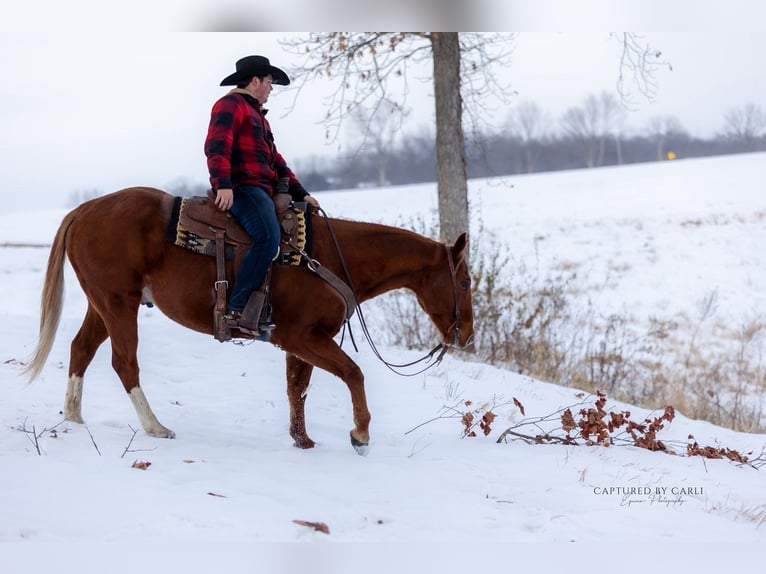 American Quarter Horse Castrone 9 Anni 157 cm Sauro ciliegia in La Grange